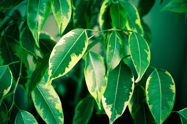 Fondo abstracto con hojas verdes de Ficus en el árbol —  Fotos de Stock