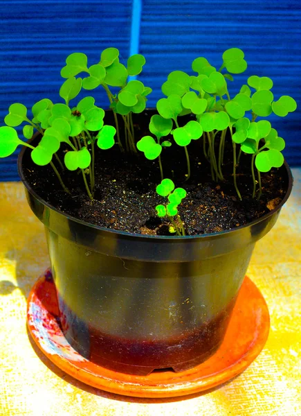 Zijaanzicht van rucola in een pot geplant — Stockfoto