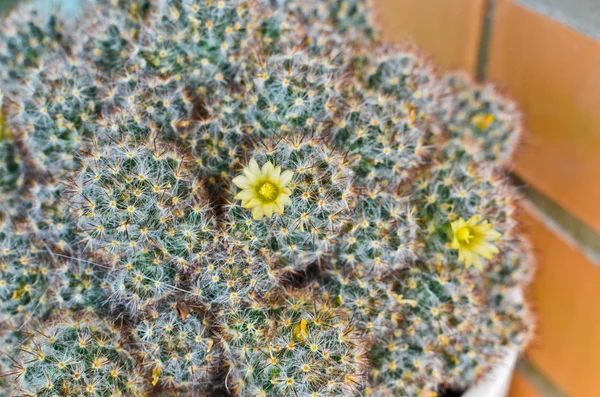 Mammillaria cacti — стоковое фото