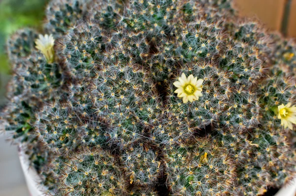 Mammillaria cactus gruppo di fiori bianchi — Foto Stock