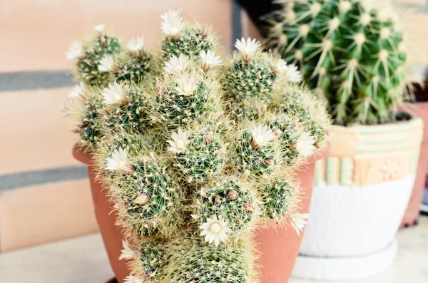 Mammillaria cactus grupo de flores blancas —  Fotos de Stock