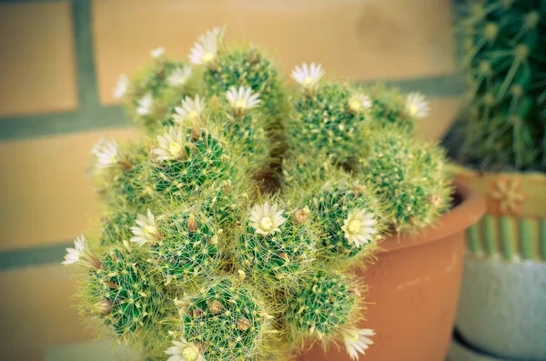Mammillaria cacti white flower group — Stock Photo, Image
