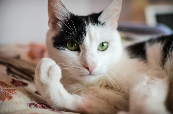 Gato blanco y negro — Foto de Stock