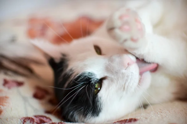 Black and white cat — Stock Photo, Image