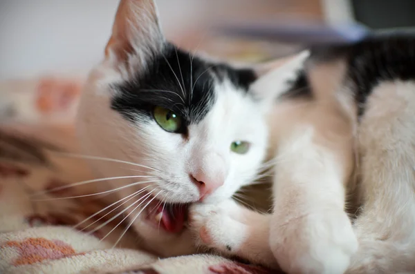 Zwarte en witte kat — Stockfoto