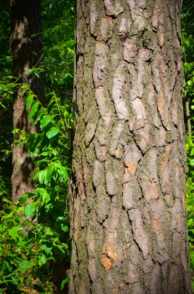 Bark av träd i skogen — Stockfoto