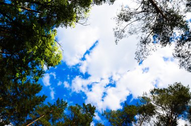 Bulutlar gökyüzünde ve arka plan ağaç dalları