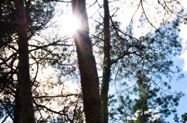 Bulutlar gökyüzünde ve arka plan ağaç dalları