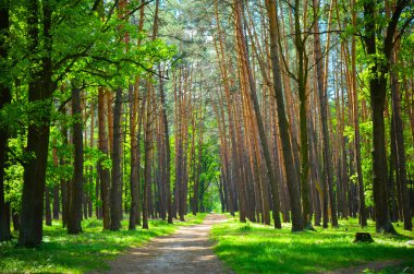 güzel yeşil orman wth ağaçlar ve otlar