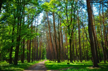 güzel yeşil orman wth ağaçlar ve otlar
