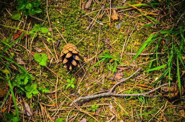 Cône de pin dans un fond d'herbe — Photo