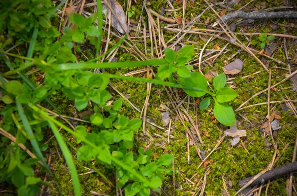 Moss y pequeña planta en el suelo — Foto de Stock