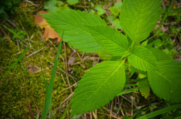 Moss i mało roślin na dnie — Zdjęcie stockowe