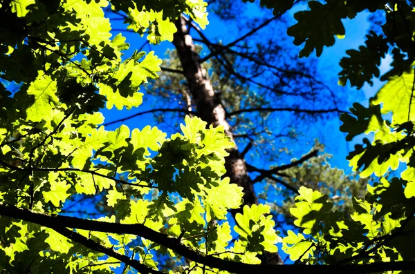 Зеленые деревья сверху в лесу, голубое небо и солнечные лучи, сияющие сквозь листья. Нижний вид . — стоковое фото