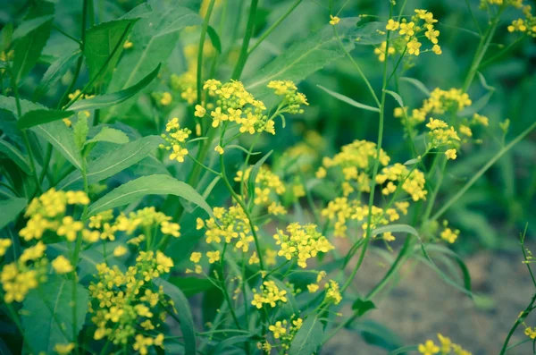 Красивые желтые цветы в лесу — стоковое фото