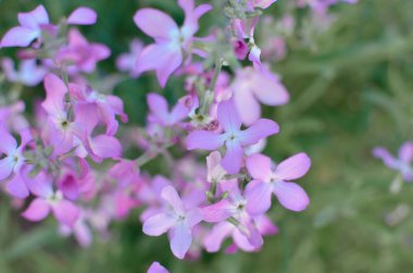 Gece çiçek Menekşe nazik arka plan bahar