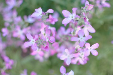 Gece çiçek Menekşe nazik arka plan bahar