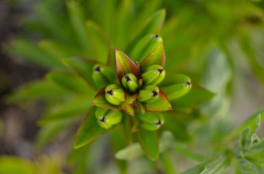 Lily tomurcukları çiğ, arka plan, yeşil