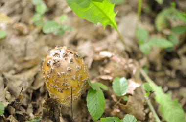 Lezzetli Amanita Rubescens allık