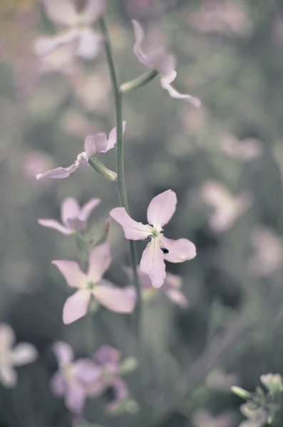 Flores noturnas primavera violeta fundo suave — Fotografia de Stock