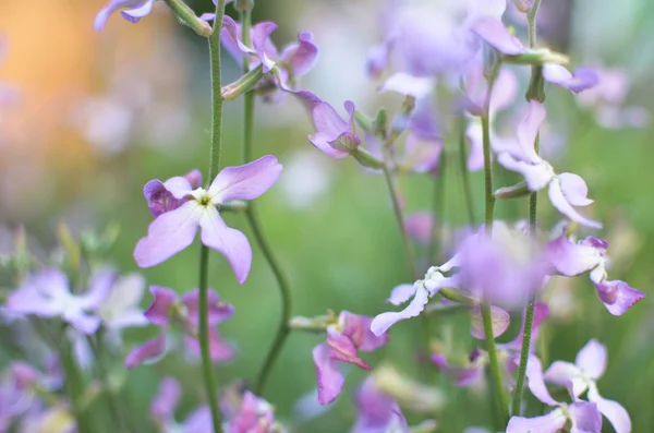 夜の花紫春の穏やかな背景 — ストック写真