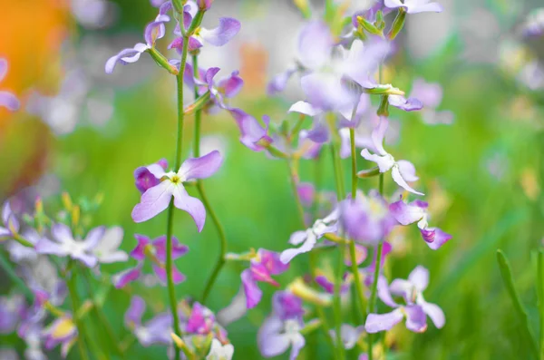 夜の花紫春の穏やかな背景 — ストック写真