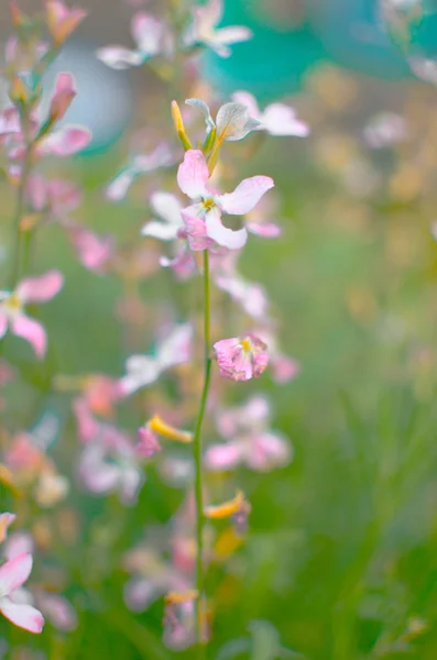 Fioletowe kwiaty nocy wiosną delikatne tło — Zdjęcie stockowe