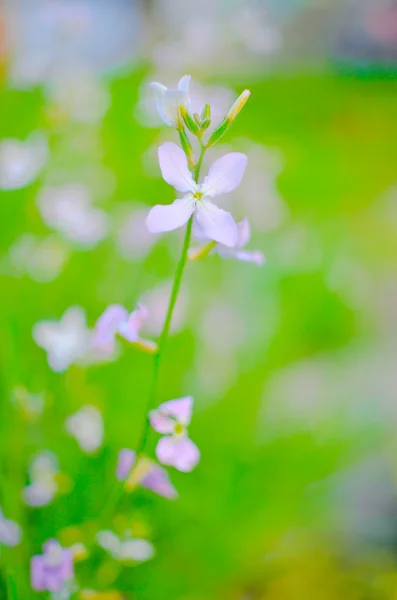 Night flowers violet spring gentle background — Stock Photo, Image