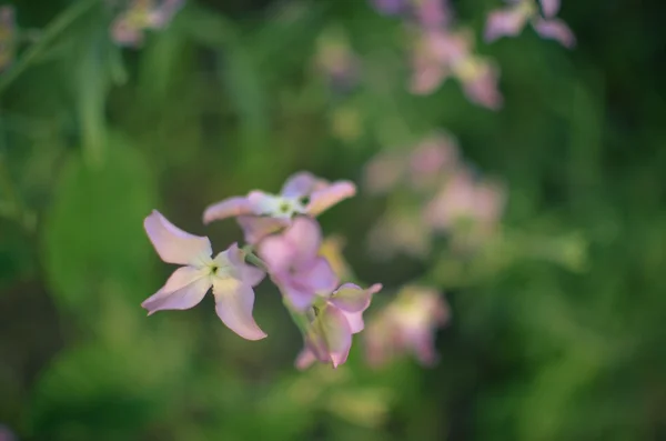 Natt blommor violetta våren mild bakgrund — Stockfoto