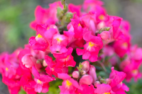 Snapdragons à fleurs roses, Antirrhinum majus , — Photo