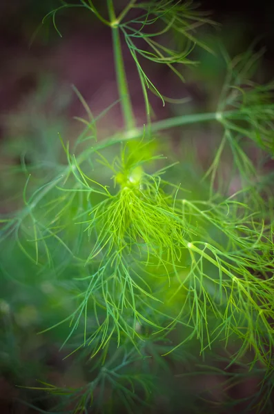 Endro planta e flor como fundo — Fotografia de Stock