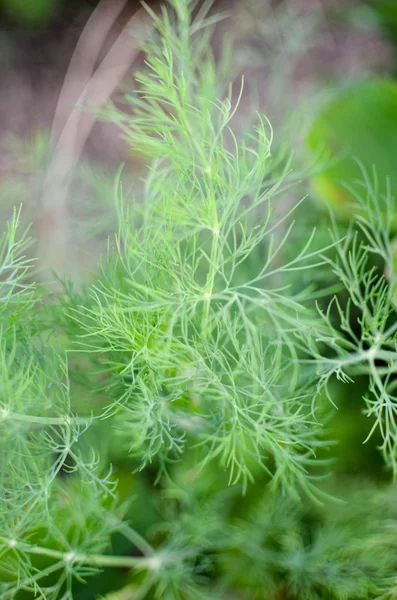 以植物和花卉为背景 — 图库照片