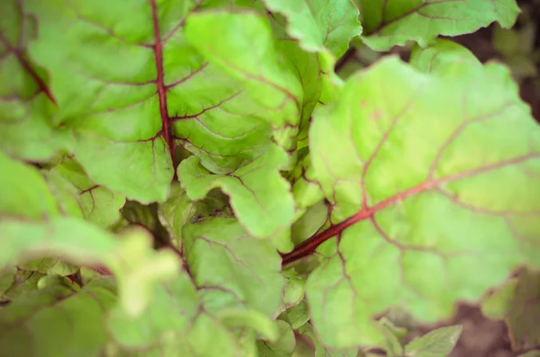 Foglie di piante di barbabietola in giardino — Foto Stock