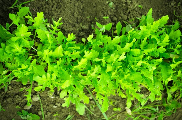 Fresh arugula plants sprouting in garden — Stock Photo, Image