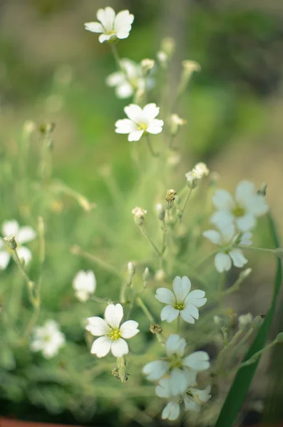 マクロ花の背景の白い柔らかい春の花 — ストック写真