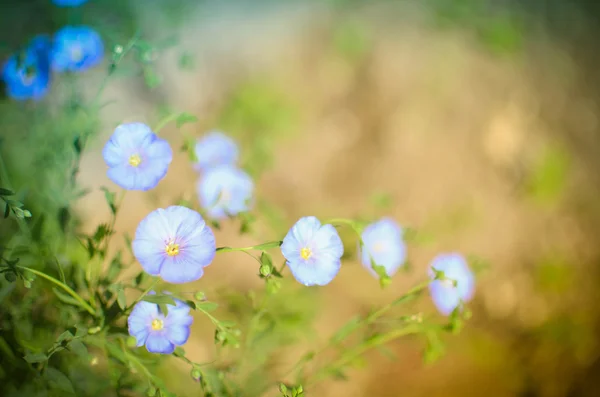 Background of blooming blue flax Royalty Free Stock Photos