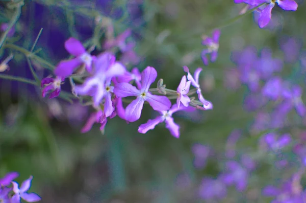 Natt blommor violetta våren mild bakgrund — Stockfoto