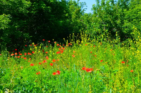 Flores de papoula vermelha nos campos de colza de sementes de óleo — Fotografia de Stock