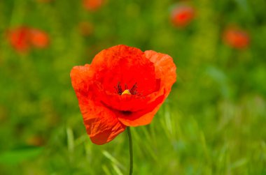 Doğa Çiçek dekor yeşil zemin üzerine kırmızı haşhaş