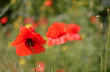 Doğa Çiçek dekor yeşil zemin üzerine kırmızı haşhaş