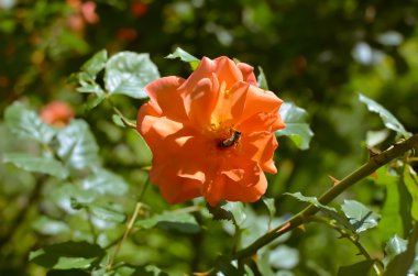 Turuncu Sarı Gül bahçesinde