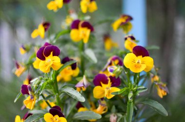 Viola cornuta - bir tencerede boynuzlu menekşe