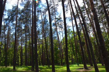 Bulutlar gökyüzünde ve arka plan ağaç dalları
