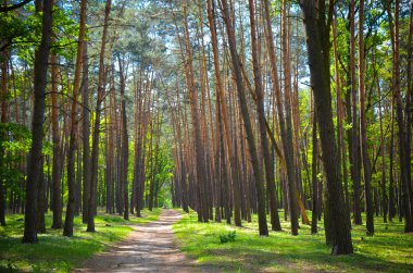güzel yeşil orman wth ağaçlar ve otlar
