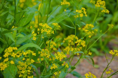 Ormanda güzel sarı çiçekler
