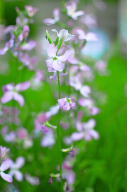 Gece çiçek Menekşe nazik arka plan bahar