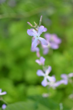 Gece çiçek Menekşe nazik arka plan bahar