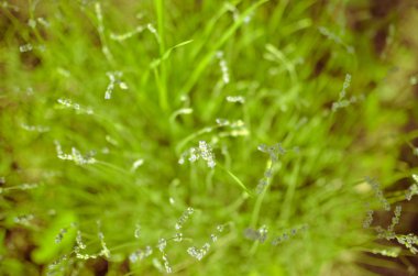 Görünüm alanları taze lavanta