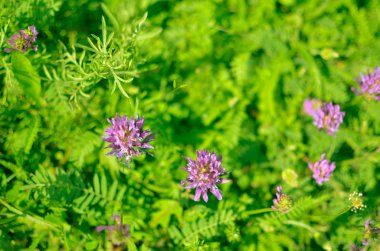 çiçekler ve ormanda, closeup çimen