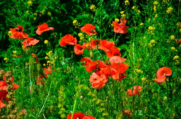 Czerwone kwiaty maku w dziedzinie ropy naftowej nasion rzepaku — Zdjęcie stockowe